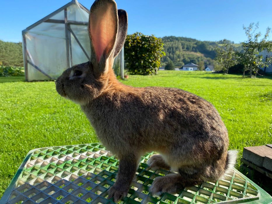 Króliki samce 7 miesięczne