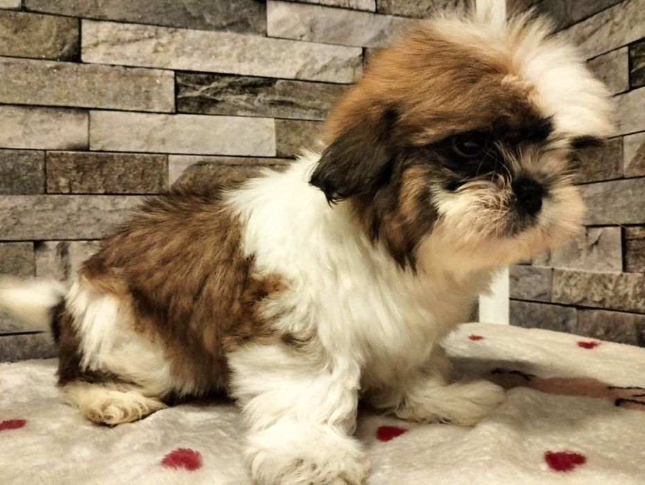 Cudowna suczka  Shih-tzu mini