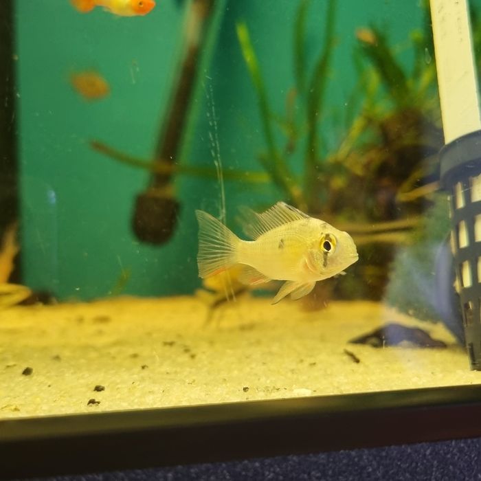 Pielęgniczka boliwijska