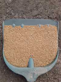 Продам озиму пшеницю 40 тонн