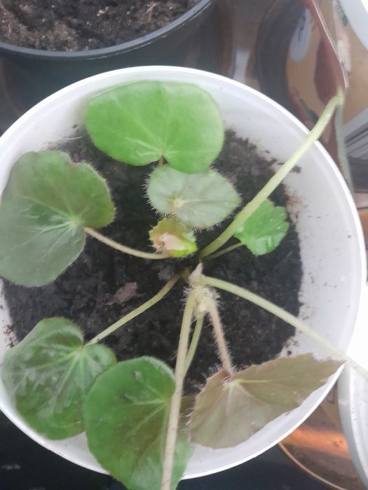 Planta pequena Begónia