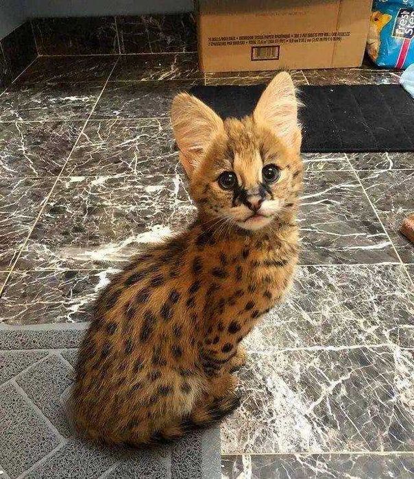 котик саванна ласковая девочка екслюзивный котёнок савана Ф1