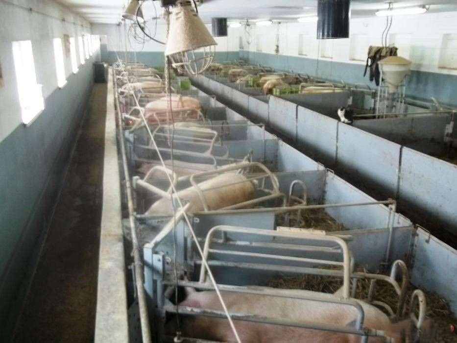 Kojce porodowe dla loch.