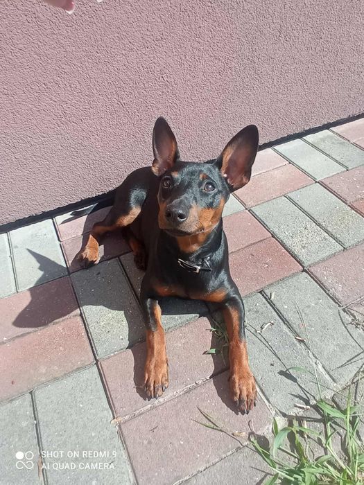 Pinczer miniaturowy szczeniak ostatnie