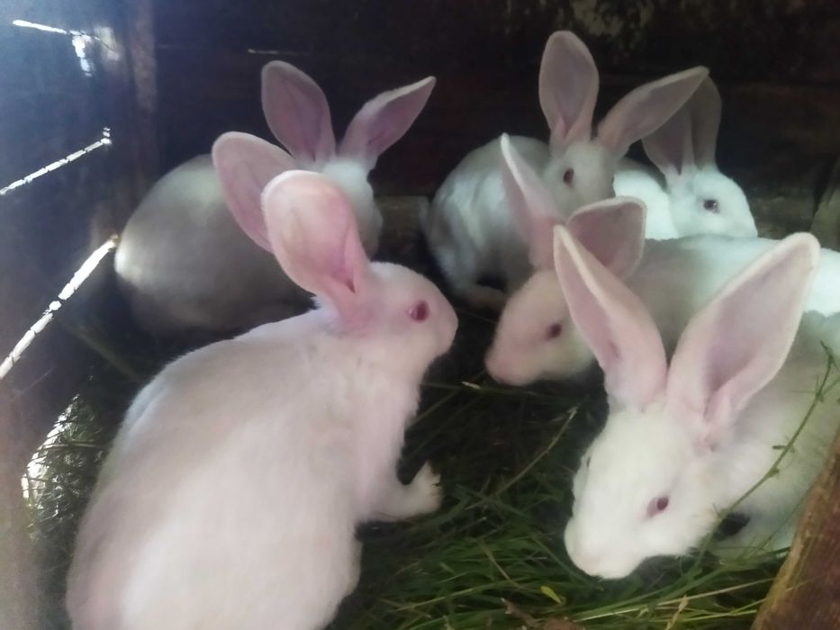 Продаються кролі породи Термонська Біла!