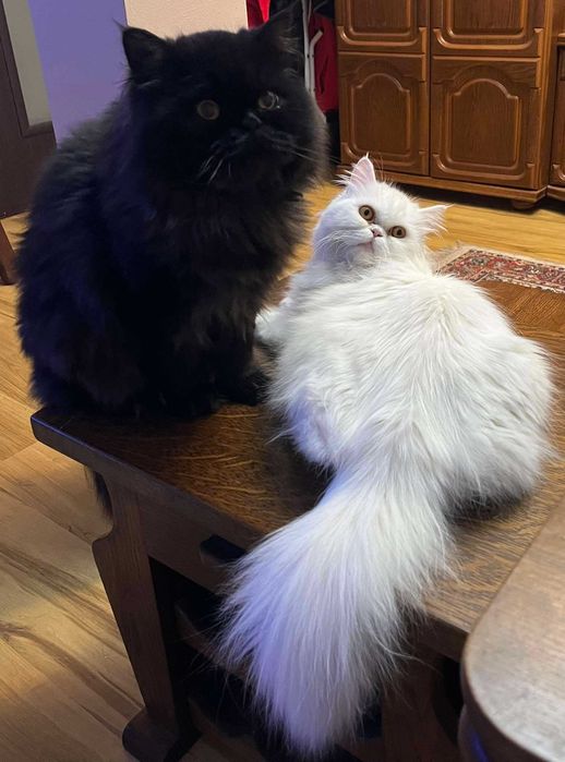 Śliczna kociczka perska z rodowodem