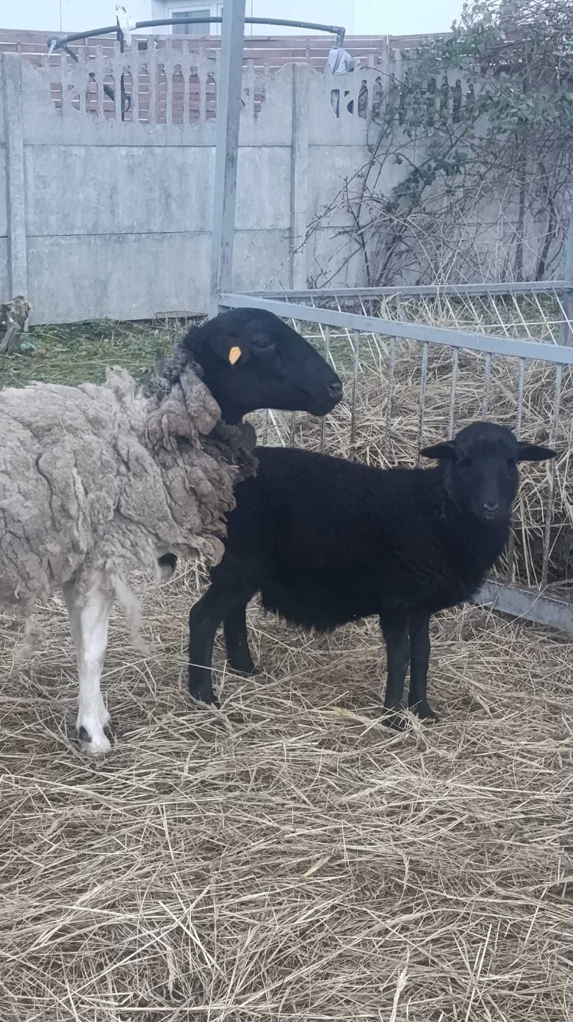 Owce Dorper  2 matki + 2 młode