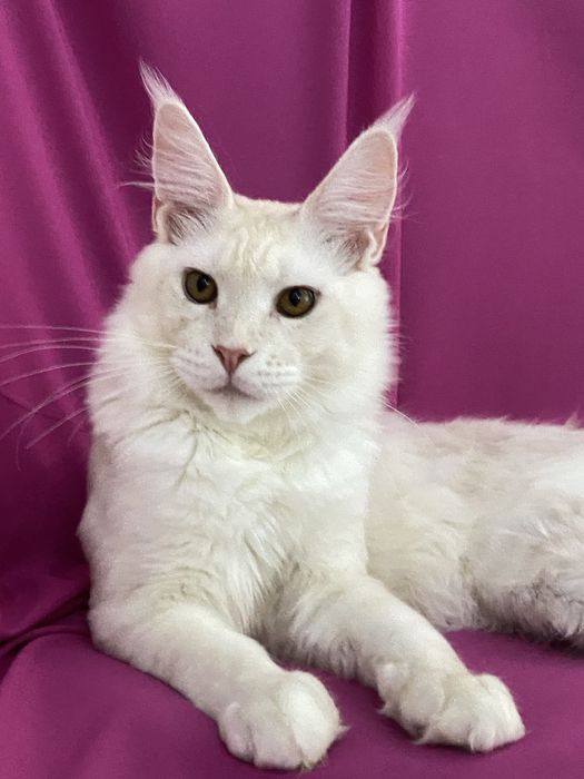 Кошеня мейн кун 6 міс