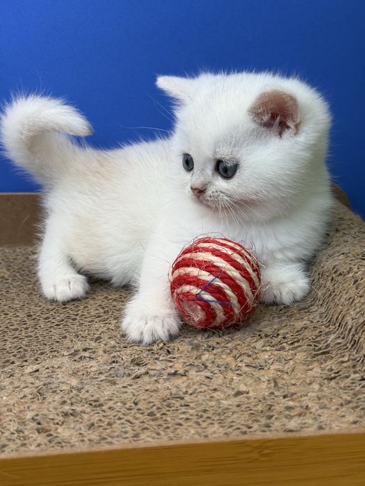 Macho scottish stright