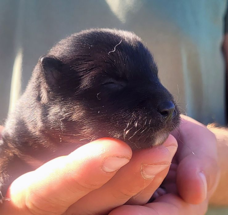 Shiba Inu suczka!