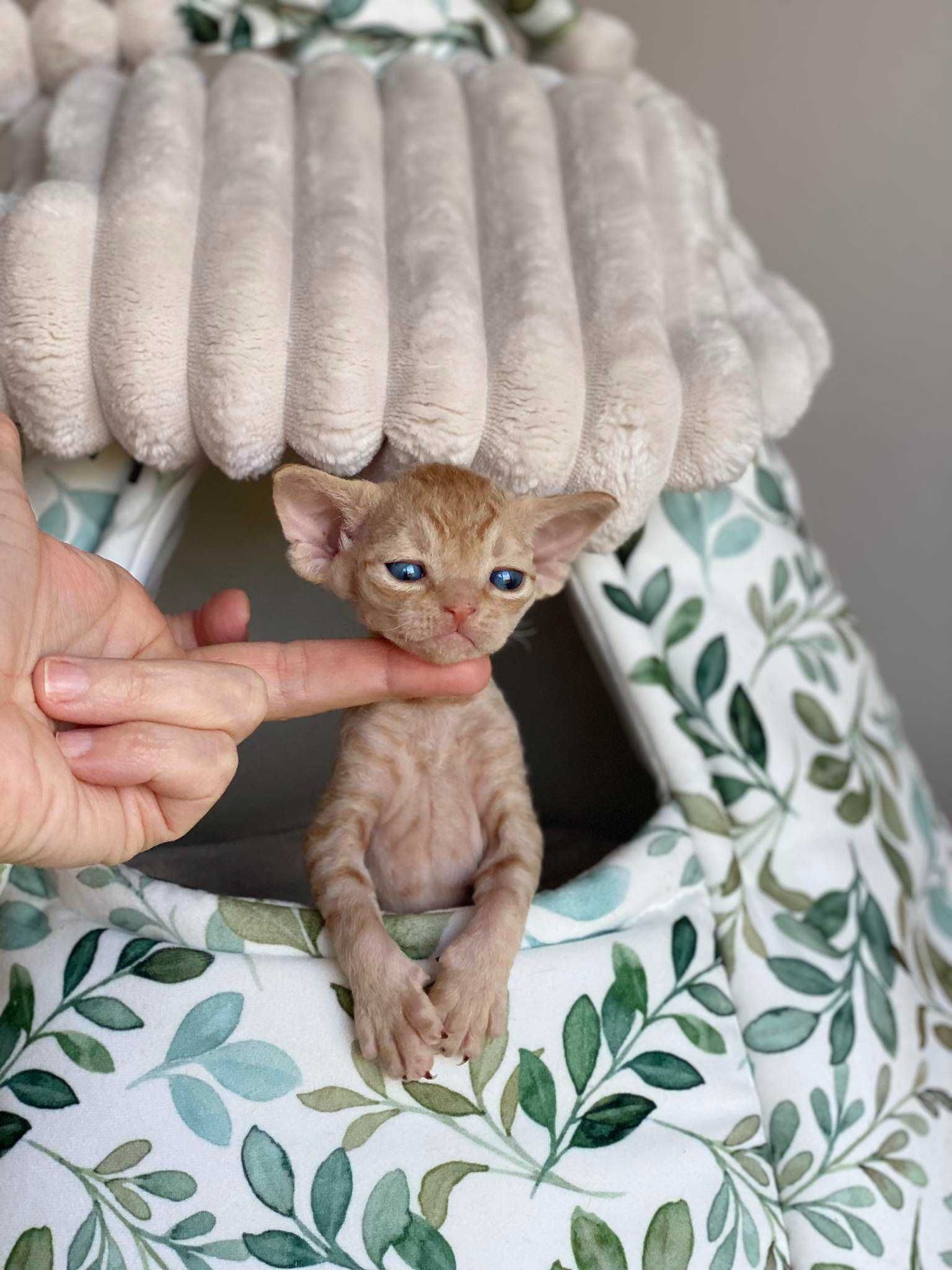 Baloo Calvados*PL  chłopczyk Devon Rex