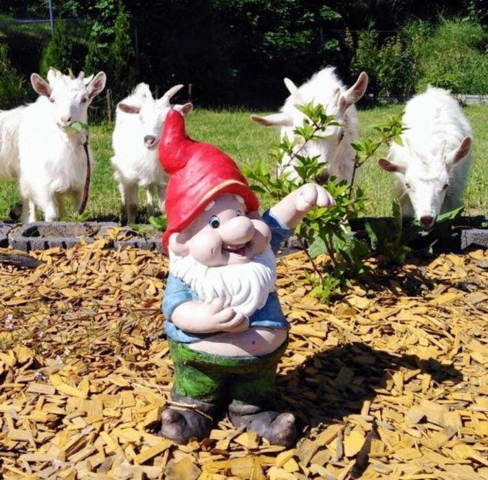 1l zakwas Bołotowa wg Barbary Kazana.kozia serwatka I świeży glistnik