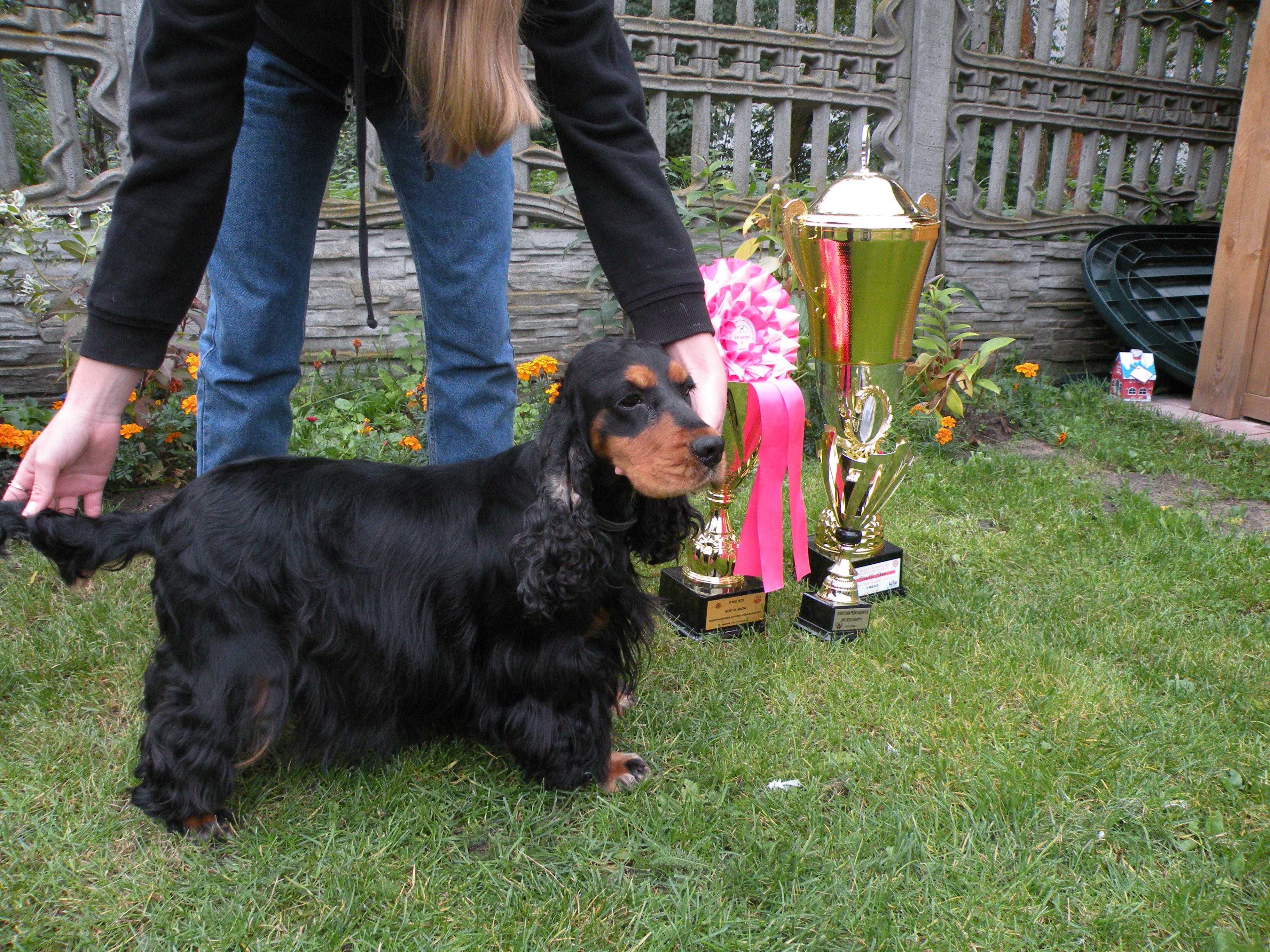 cocker spaniel angielski