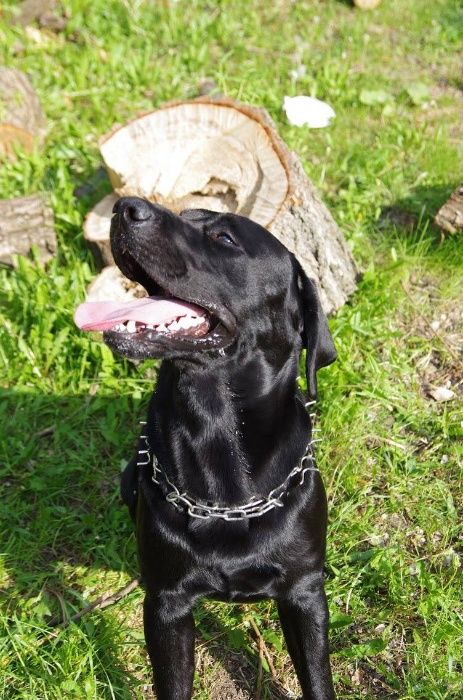 Кобель лабрадора для вязки полный пакет документов ККУ