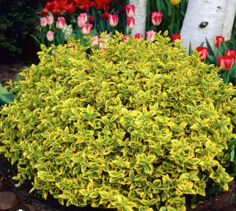 Декоративні саджанці