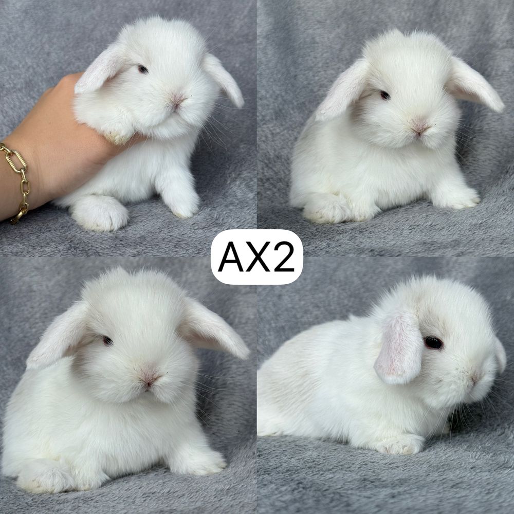 Królik Baranek Miniaturka MINI LOP