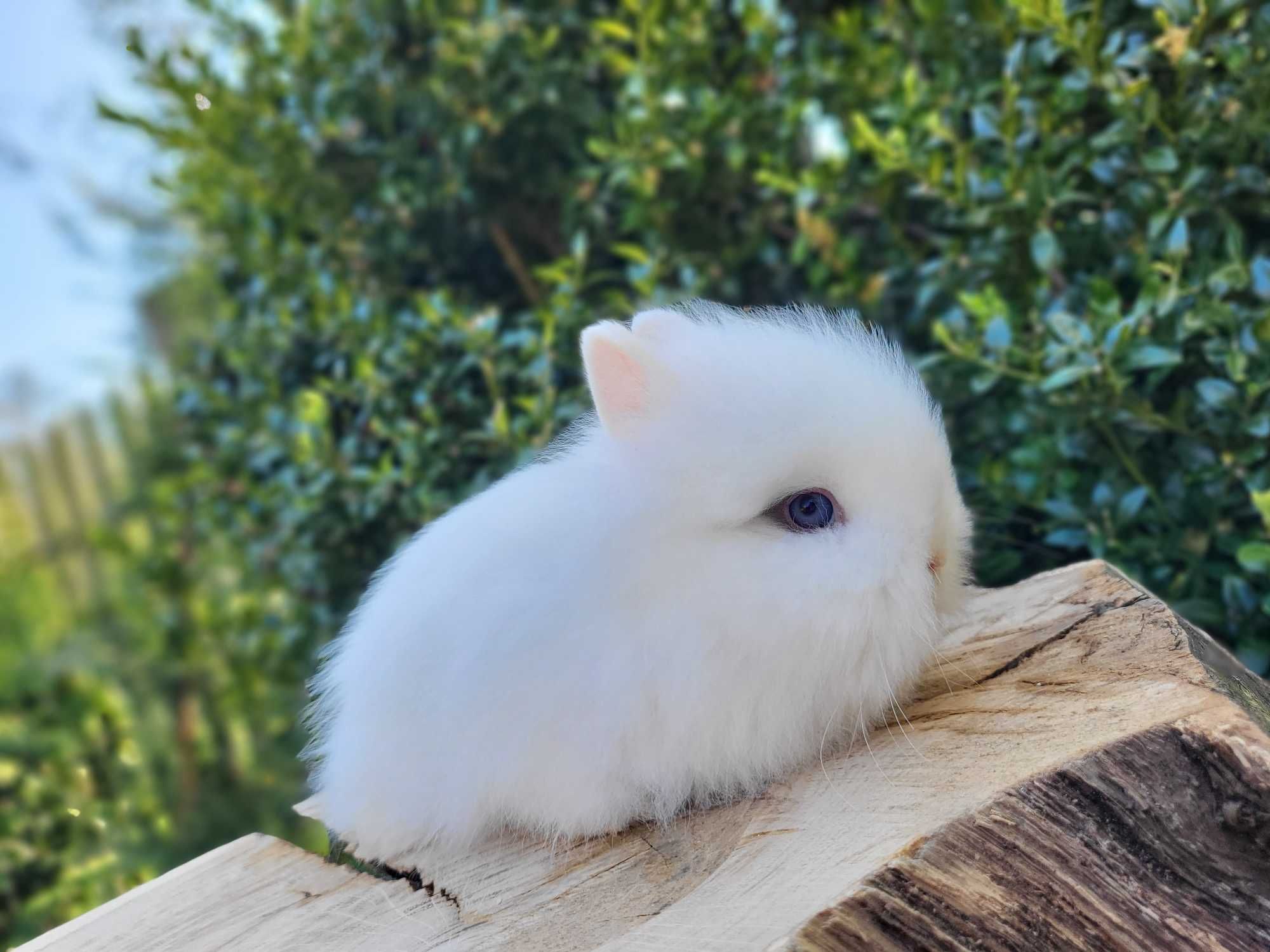 Króliczki Karzełki Teddy. Piękne maluszki do rezerwacji.