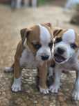 Magiczna Suczka Amstaff American Staffordshire Terrier  ZKwP FCI