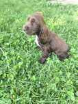 Cocker spaniel angielski czekoladowy samiec