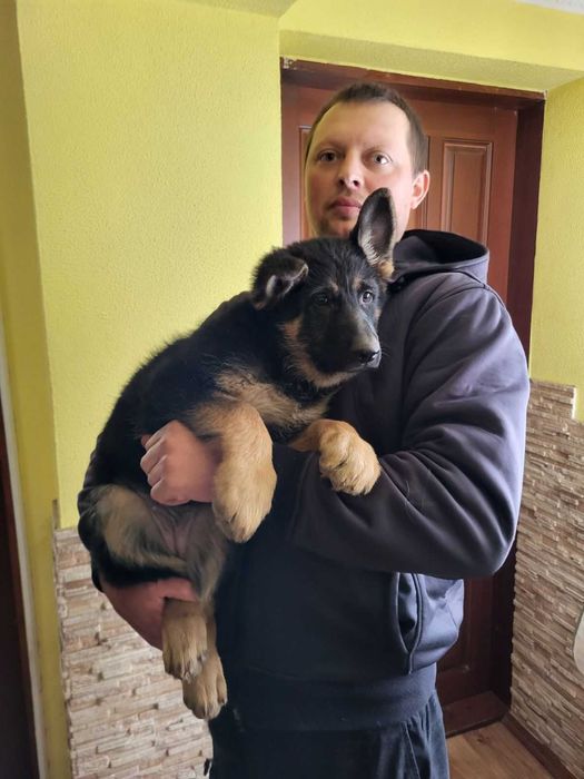 Цуценята німецької вівчарки Ксу, щенки немецкой овчарки