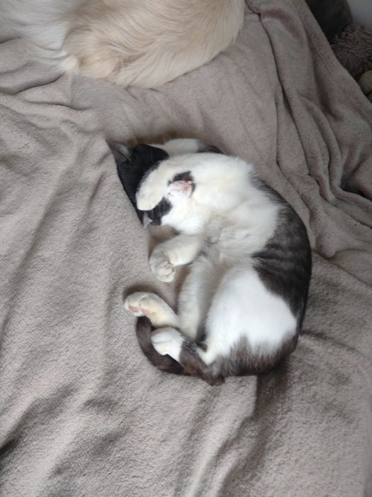 Tymianek - przeżył cudem, teraz czeka na dom