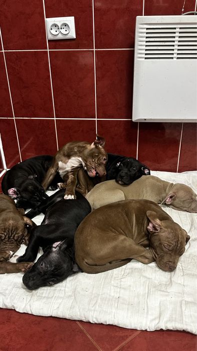 Продаються породисті цуцики породи пітбуль