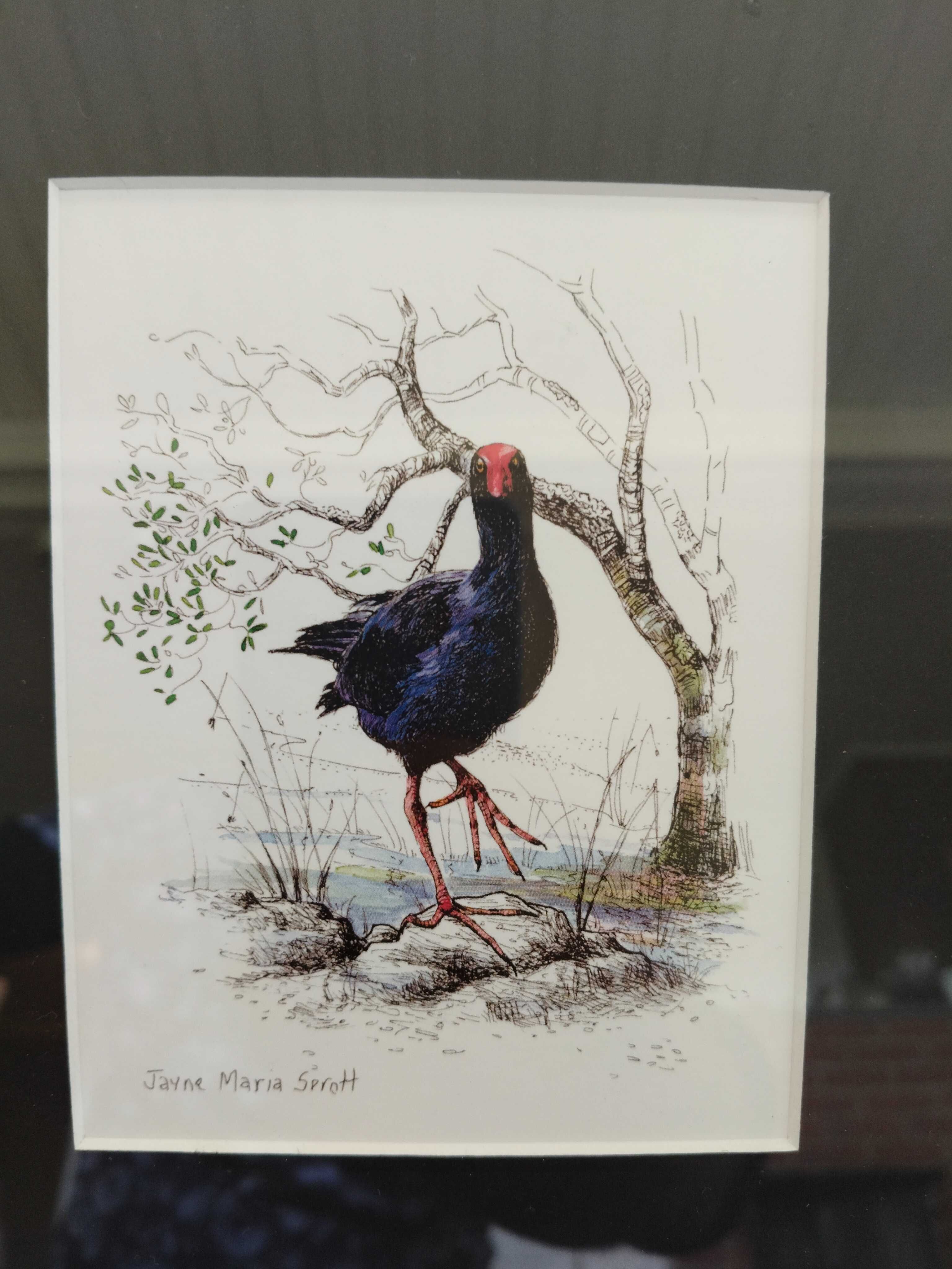Ręcznie malowany ptak z Nowej Zelandii, Pukeko w ramie sygnowa