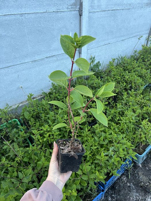 Гортензія Волотиста  2-х річна Ваніла Фрайз