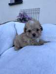 Maltipoo mini suczka