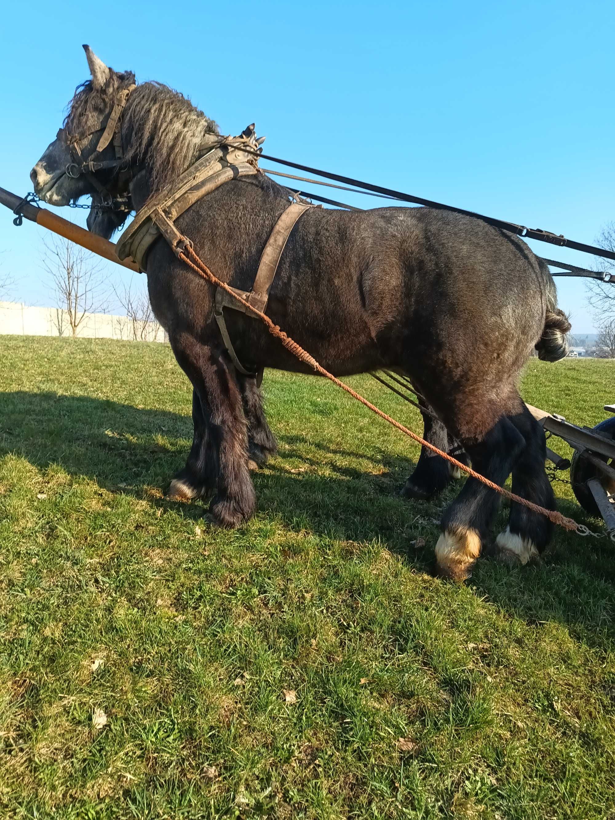 Konie zimnokrwiste