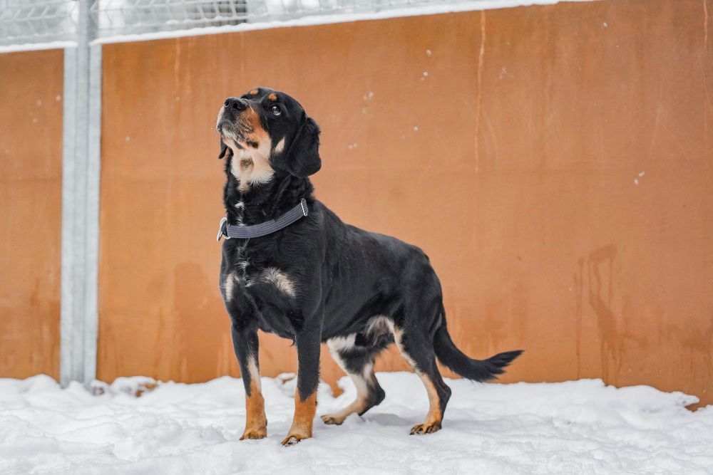 Jawor szuka doświadczonego domu! OTOZ Animals Schronisko Ciapkowo.