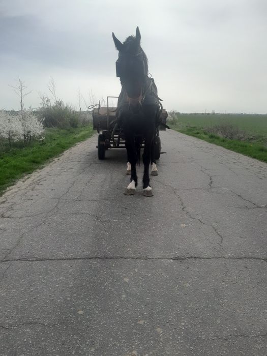 Sprzedam klacz Śląska 4lata