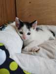 Kot kotek do adopcji