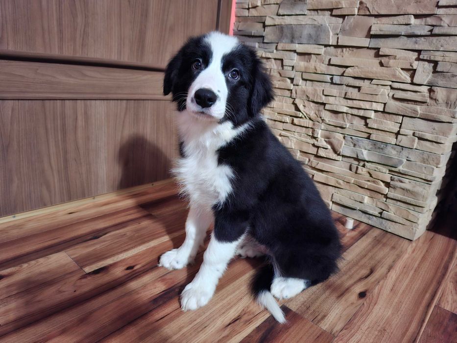 Border Collie piękny szczeniak piesek czarno - biały:-) cud natury