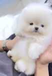!!! Mini miś pomeranian