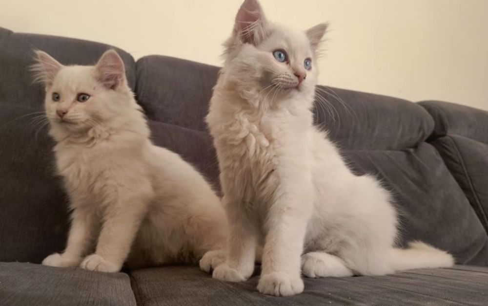 Kocury rasy Ragdoll