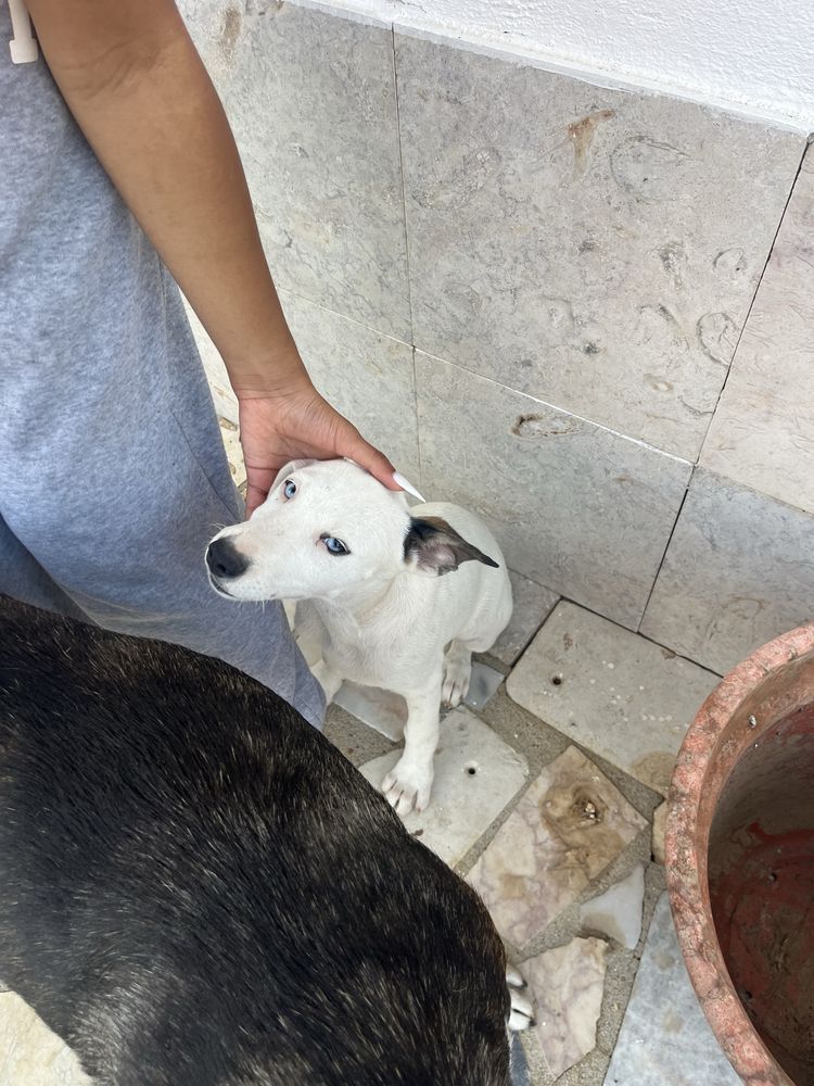 Femea para adocao responsavel 2 meses