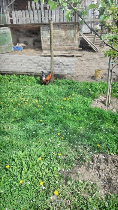 Продам когутів і курчат -бентамки