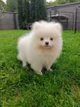 Pomeranian szpic miniaturowy - chłopiec