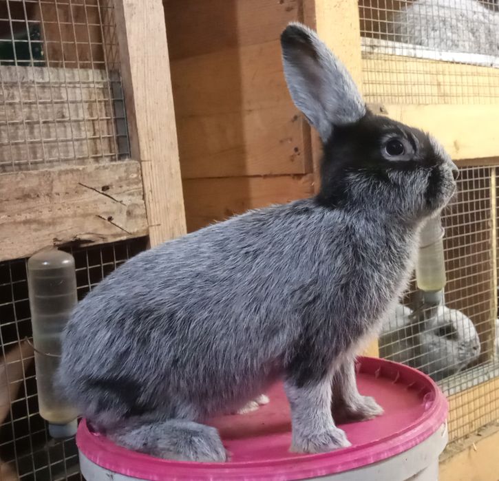 Три місячні самцв породи велике світле срібло.