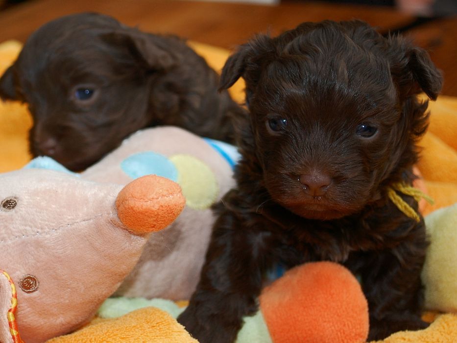 Rosyjska bolonka kolorowa ; piesek