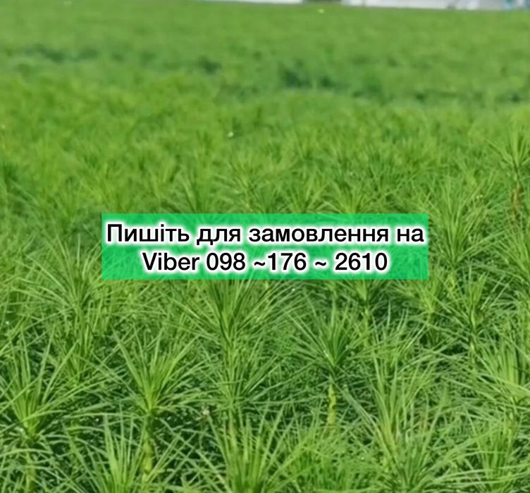 Модрина/лиственница європейська-якісні 20-90см саджанці/сіянці/касетні