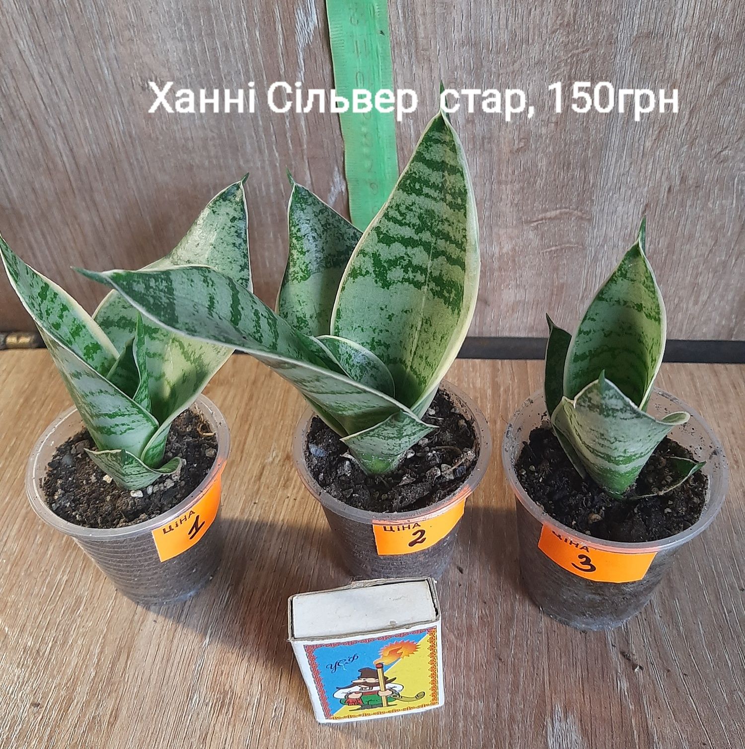 Продам сортові домашні сансівіерії
