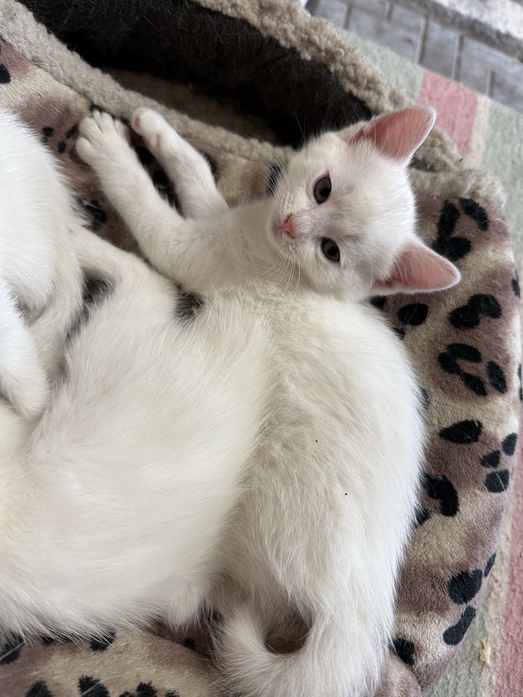 Кошенята в добрі руки!!!