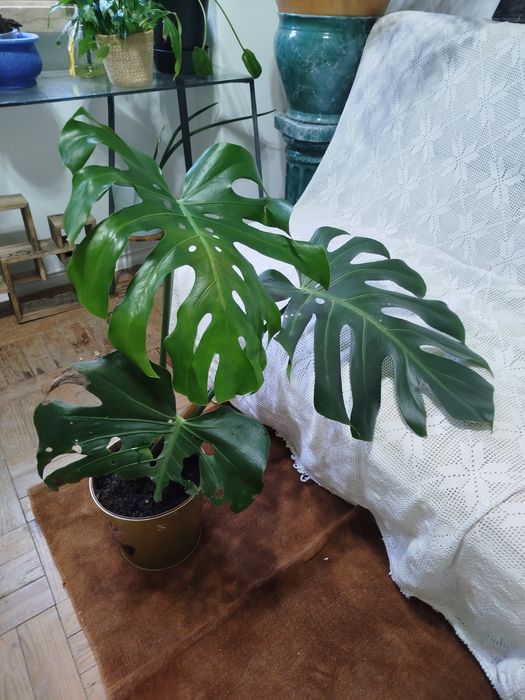 Planta natural monstera costela de Adão