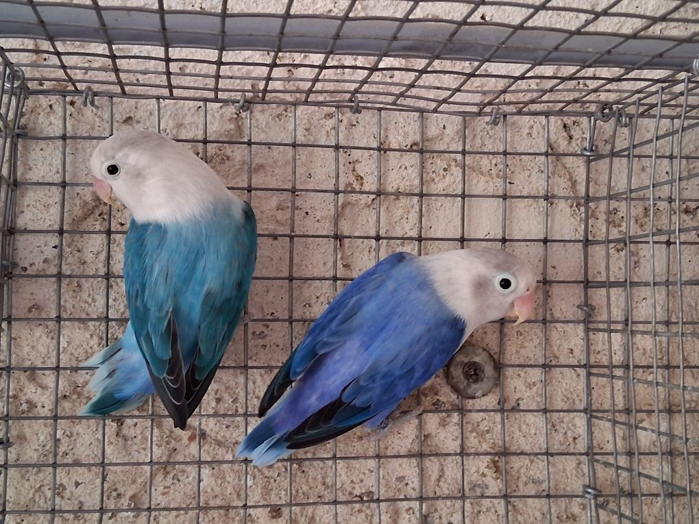 FIchers individuais ou em casais já formados