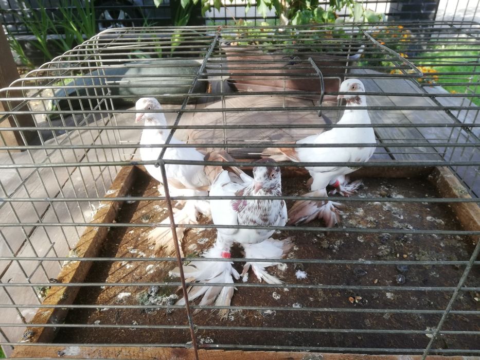 Gołębie ozdobne Widyn Widym Motyl czarne czerwone