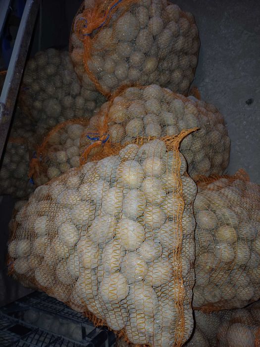 Ziemniaki paszowe / odpadowe