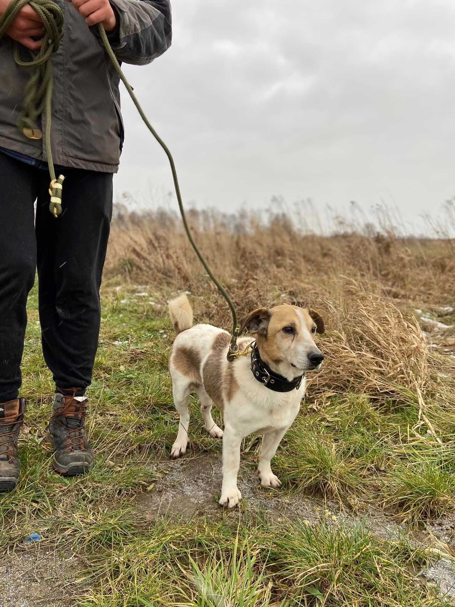 Vito - MAŁY Przyjaciel Z Pasją do Odkrywania Świata! ADOPCJA