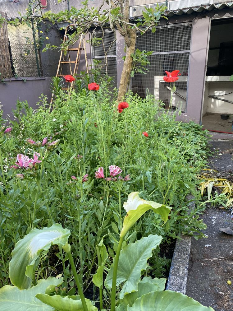 Papoila vermelha planta ou sementes